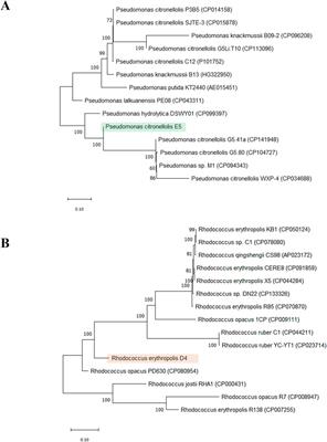 Insights into polyethylene biodegradative fingerprint of Pseudomonas citronellolis E5 and Rhodococcus erythropolis D4 by phenotypic and genome-based comparative analyses